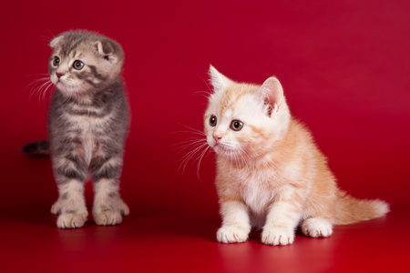 红色背景的两个小小猫