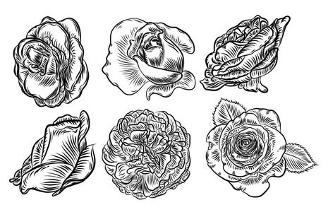 玫瑰手画集, 春芽。黑玫瑰与叶子和设计元素花卉收藏。矢量