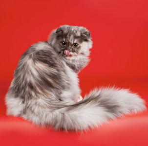 苏格兰折耳猫在红色背景照片