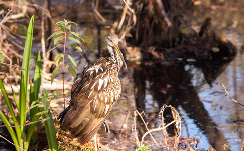 Limpkin 涉水鸟阿姆斯 guarauna