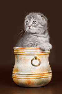 在棕色背景上的一个碗中的小猫
