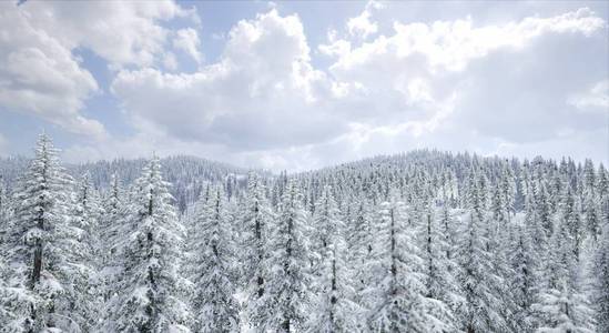 多云天气下冰雪覆盖森林的景观