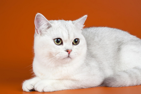 橙色背景上的白色猫咪