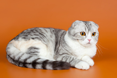 苏格兰折耳猫橙色背景上照片