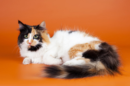 挪威的森林的小猫图片