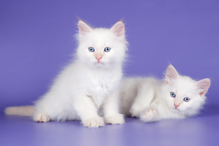 两个白色的小猫上紫色背景