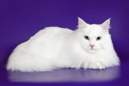 紫色背景上的白色猫咪