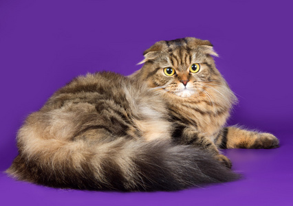 苏格兰折耳猫紫色背景上