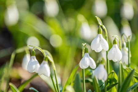 白色盛开的雪莲折叠或 Galanthus plicatus。春天的太阳