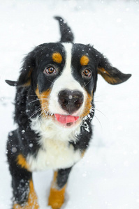 微笑冬天假日雪狗 Bernese