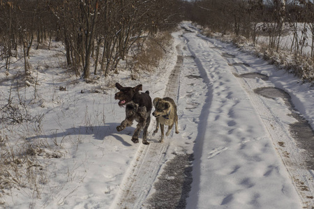 德国 Wirehaired 指针。德语 Drahthaar, 格里芬。一只狗在雪地里玩耍。