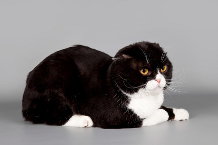 折耳猫灰色图片