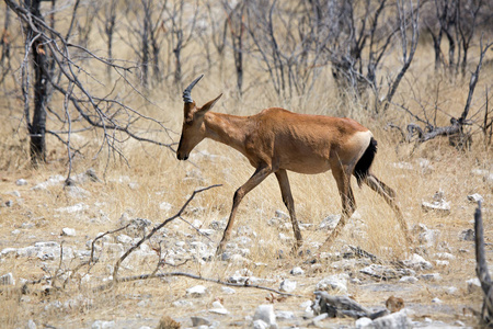 红色麋羚, Etosha 国家公园的野生动物, 纳米比亚非洲