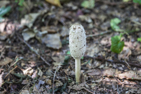 在波兰 Poleski 国家公园的阳伞蘑菇。Lubelskie, 波兰