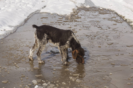 德国 Wirehaired 指针。德语 Drahthaar, 格里芬。一只狗在雪地里玩耍。