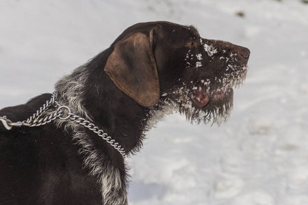 德国 Wirehaired 指针。德语 Drahthaar, 格里芬。一只狗在雪地里玩耍。