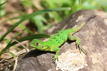 biporcatus新热带区绿色变色龙 (anolis biporcatus), 岩石上的绿蜥蜴