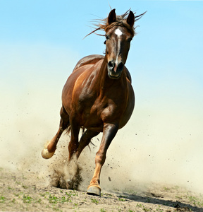 飞奔的马图片