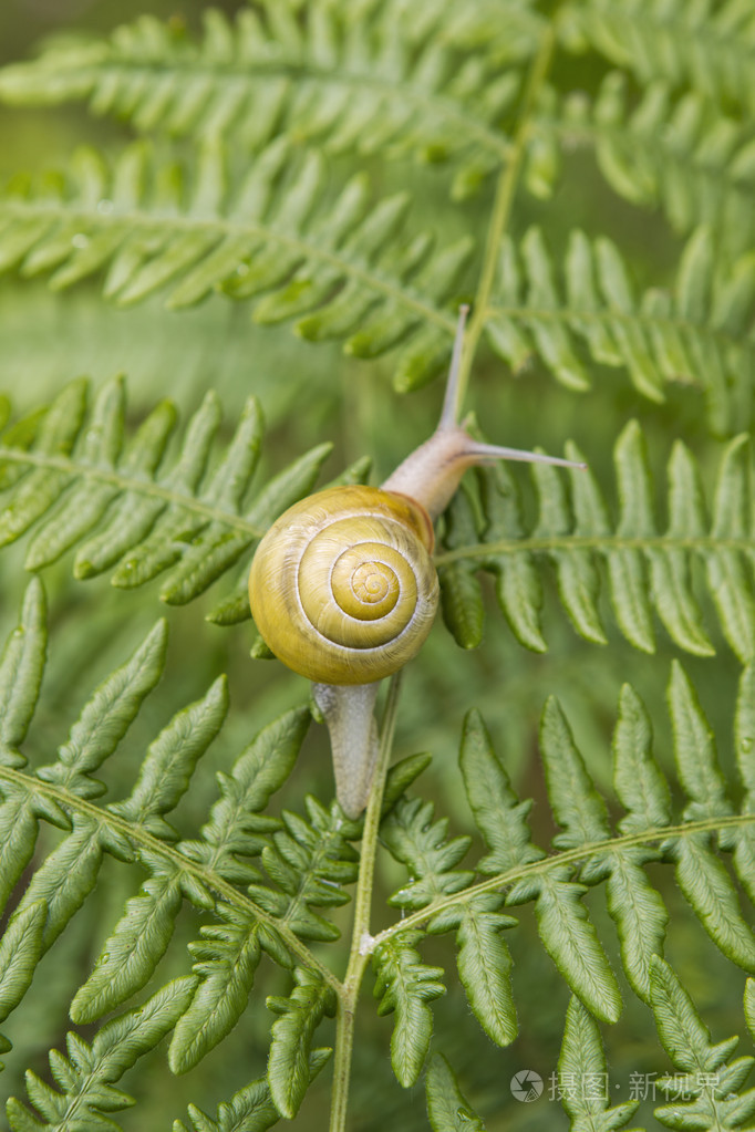 庭园蜗牛上蕨