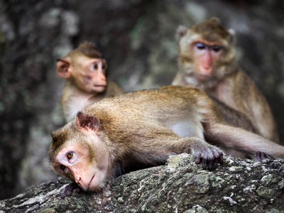 自然界大气中岩石上的猴子家庭图片