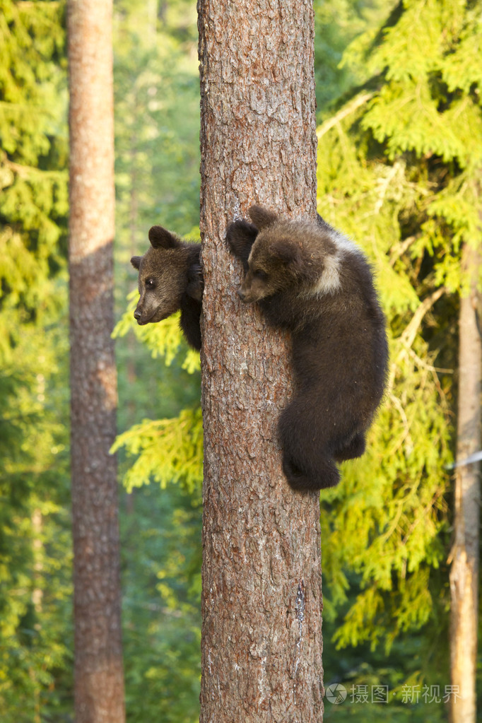 两只棕色的熊幼崽 (熊) 爬上树
