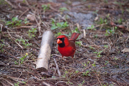 雄红北红衣主教鸟 Cardinalis Cardinalis