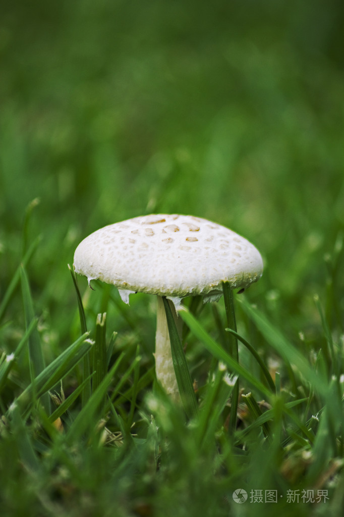 在草地蘑菇