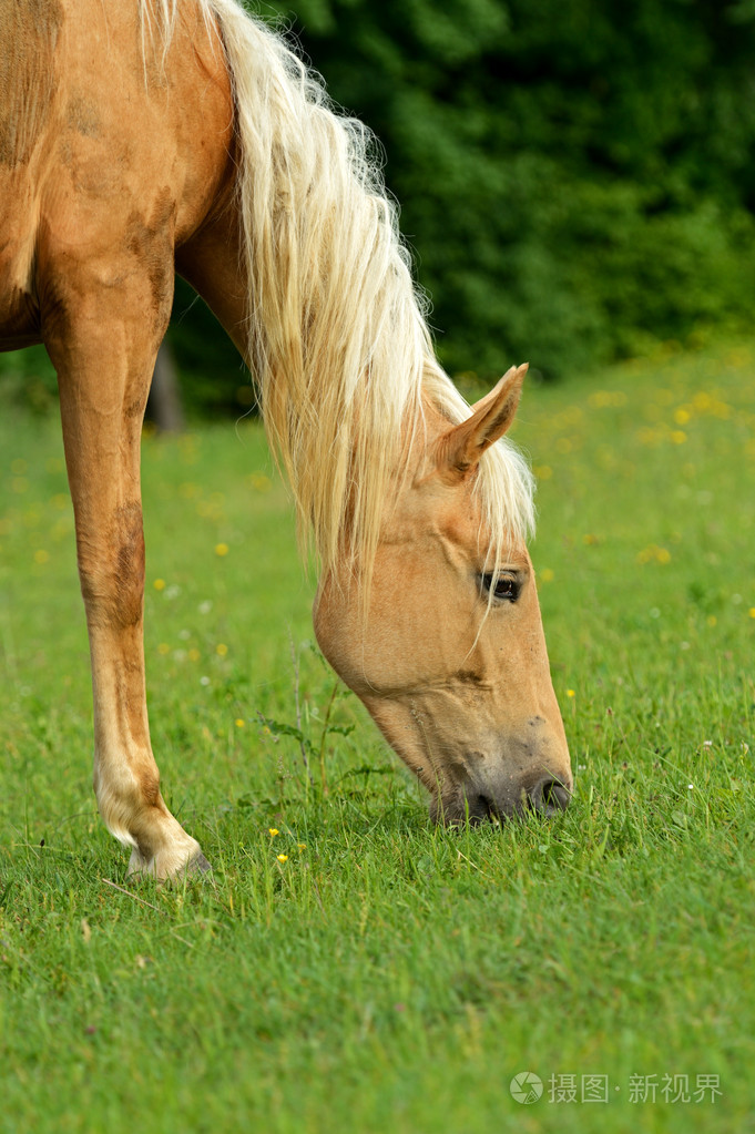在绿色草地上的马