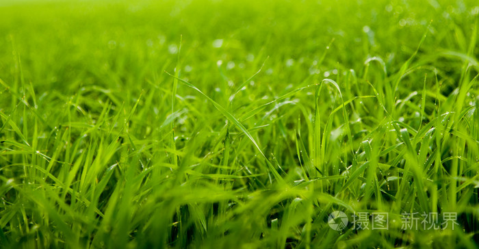 草露照片 正版商用图片04o2zg 摄图新视界