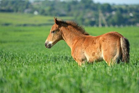 在绿色草地上的马照片