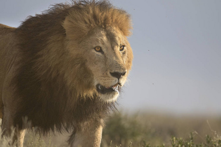 野生自由漫游非洲男性狮子肖像