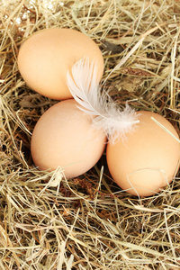 棕色鸡蛋在巢里的干草特写