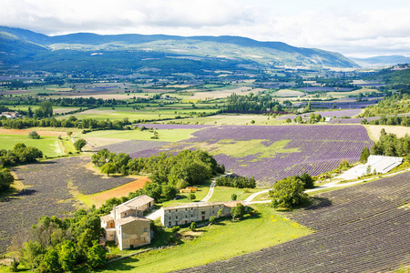 在普罗旺斯，法国的 valensole 附近的薰衣草田