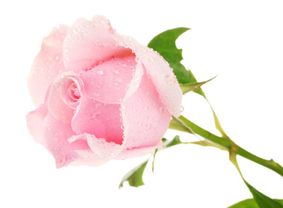 隔离白底粉红玫瑰蓝蝴蝶和白底粉红花白底粉红樱花樱花白底粉红风信子