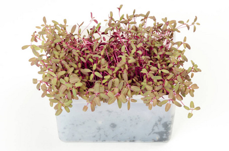 红色庭院 orache microgreen 在白色塑料容器里