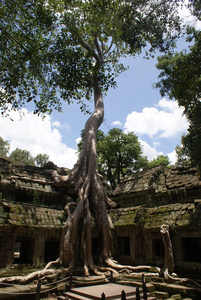 古代 ta 普龙寺在吴哥，木棉树消耗古代遗址，柬埔寨