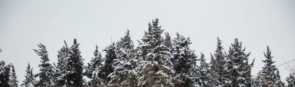 圣诞节, 冬天的概念。森林里有雪, 树顶上有薄雾, 天空背景朦胧。全景, 横幅
