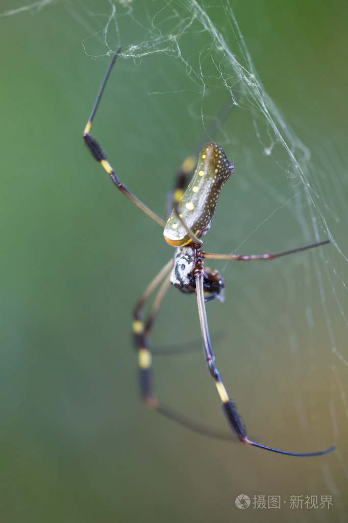 金色圆球蜘蛛