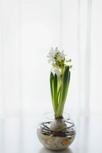在一个白色的桌子上的玻璃花瓶盛开的风信子