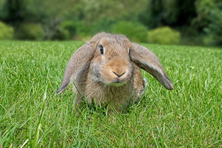绿草背景下的褐 earred 兔