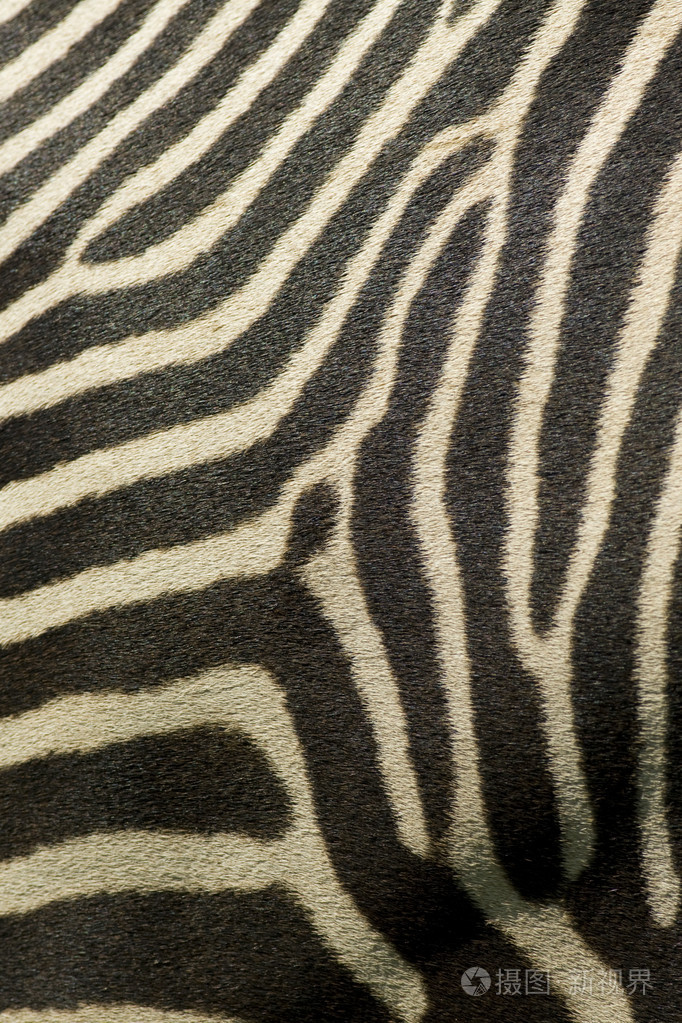 斑马条纹的详细信息