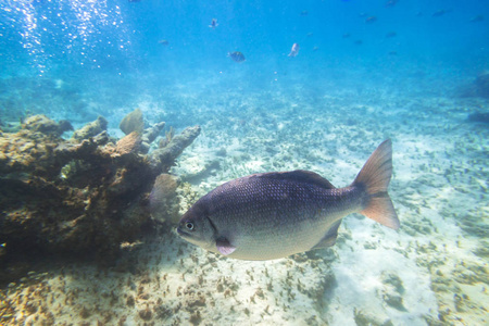 墨西哥加勒比海鱼类游泳
