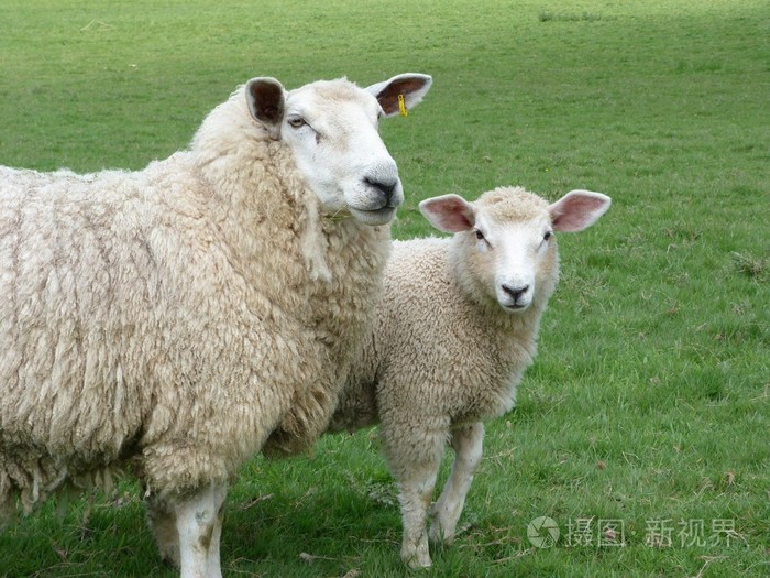 澳大利亚罗姆尼羊图片