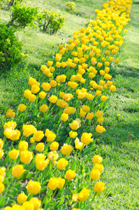 郁金香花在夏天的花园