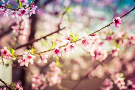 美丽盛开的桃树在春天的阳光明媚的一天。柔和的焦点, 自然模糊