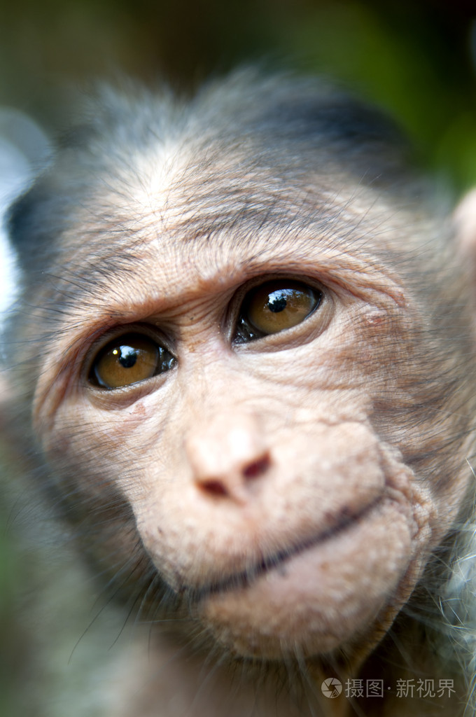 2848*4288px发票合同问题/哺乳动物猕猴动物灵长类动物查看作者扑他