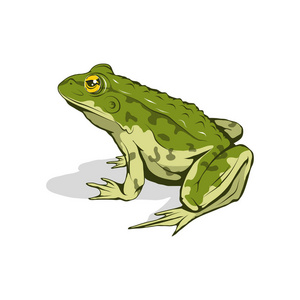 青蛙素描.矢量图稿照片