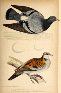 鸟的例证。不列颠群岛鸟类的彩色图