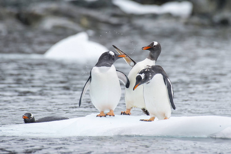 巴布亚企鹅在冰上