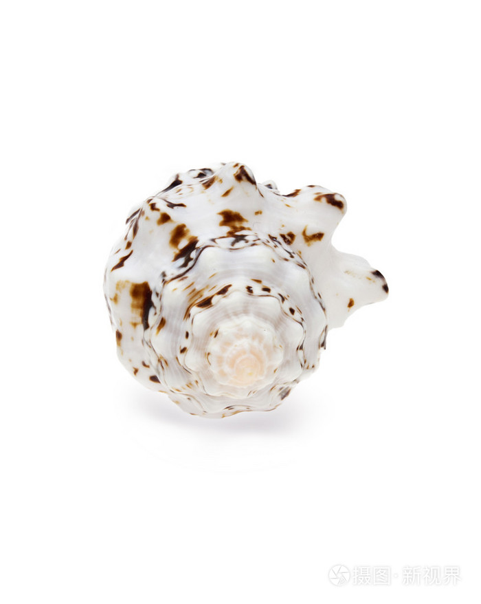 孤立在白色海螺